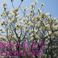 供應(yīng)各種規(guī)格白玉蘭