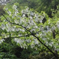 長期出售珙桐樹苗.藍(lán)花盈.金合歡樹苗.