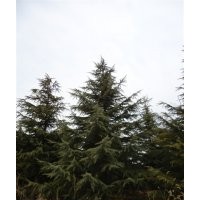 供應(yīng)國(guó)槐、龍爪槐、雪松、蜀檜等