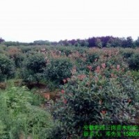 供應紅葉石楠-中華石楠-羅木石楠-紅葉碧桃