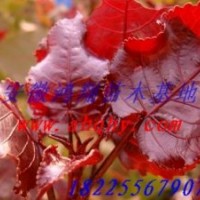 供應(yīng)全紅楊