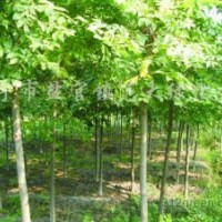 銷(xiāo)售櫸樹(shù)、樸樹(shù)、香樟、欒樹(shù)、無(wú)患子、樂(lè)昌含笑、香泡樹(shù)、石楠、