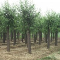 信苑苗圃供應(yīng)上萬(wàn)棵10-20公分饅頭柳