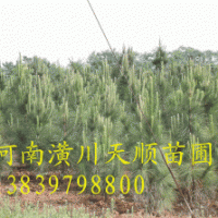 濕地松價格，濕地松基地