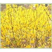 供應(yīng)迎春、連翹、紫薇、梅花、海棠等綠化苗木-花木