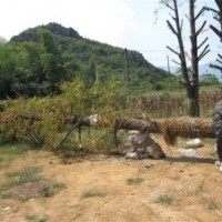 廣西銀杏苗木基地