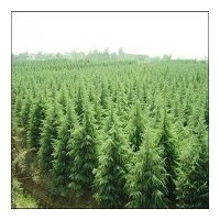 南京萍宇苗木基地供應(yīng)雪松,廣玉蘭,香樟等各種綠化苗