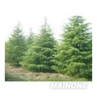 供應(yīng)大量精品2-10米雪松