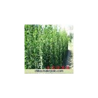 出售北海道黃楊 規(guī)格全