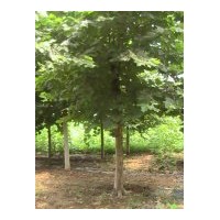 供應(yīng)法國(guó)梧桐