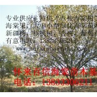 供應(yīng)八棱海棠樹(shù)