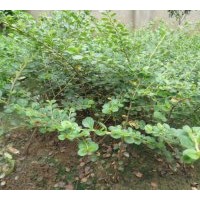 苗木基地【江蘇沭陽(yáng)】出售平枝荀子、紅葉小檗等苗木