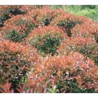 供應：紅葉石楠球、茶花、紅繼木球、春、夏杜鵑球、龍柏球等球