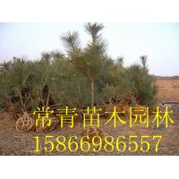 低價供應80公分黑松苗