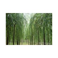 供應(yīng)河北苗木:法桐,刺槐、紅花槐、五七香花槐、黃金槐、紫芯槐、