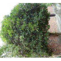 實生桂花樹，銀杏樹