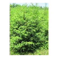 出售 各種 云杉 樟子松 及 松塔