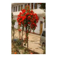 供應(yīng)樹狀月季