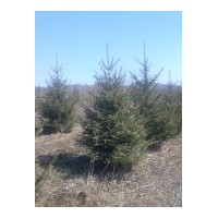 出售假青千2-4米