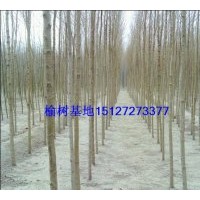 供應(yīng)白榆樹 河北白榆樹 榆樹苗