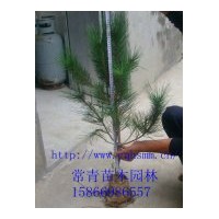 常年供應(yīng)【油松樹苗，油松苗】