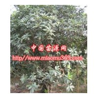 供應(yīng)綠化苗木絲棉木，提供絲棉木苗木價格