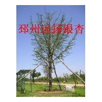 供應徐州銀杏樹
