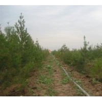 現(xiàn)供應(yīng)12萬(wàn)，3.5米---4米的紅葉楊