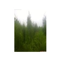 供應(yīng)1.8米以上土球側(cè)柏苗