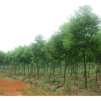 優(yōu)質(zhì)苗木供應(yīng)桂花、香泡、廣玉蘭、香柚等