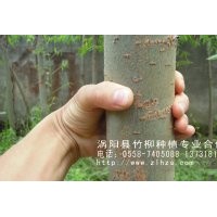 ====批發(fā)銷售竹柳苗，美國竹柳，速生竹柳！======