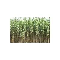 供應(yīng)速生楊 速生栁 石榴樹 紅葉李，紫葉李，紫葉矮櫻，法桐，白