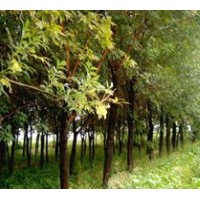 供應(yīng)：白蠟/國(guó)槐/速生白蠟/柳樹(shù)/檉柳