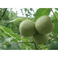 出售核桃樹(shù)