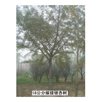 售銀杏綠化苗木2――80公分銀杏實生苗木，米徑8――60公分銀杏嫁