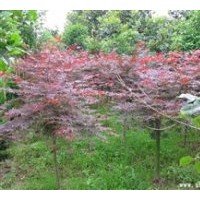供應(yīng) 紅楓 桂花