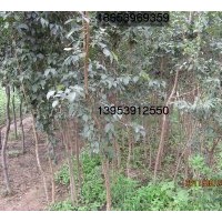 供應流蘇（油根子、牛筋子）