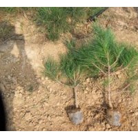 30~50公分油松營養(yǎng)杯