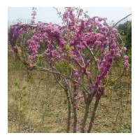 供應(yīng)紫荊