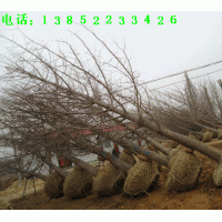 各種規(guī)格銀杏樹