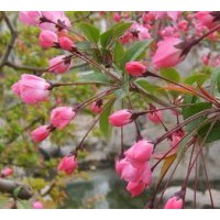 供應(yīng)西府海棠、紅寶石海棠、垂絲海棠