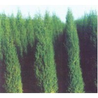 望都塔檜專業(yè)種植 叢生紫葉矮櫻、叢生木槿、華北連翹、金鐘連翹