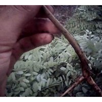 供：紫穗槐 刺槐