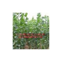 山東毛白楊 千頭椿 速生楊