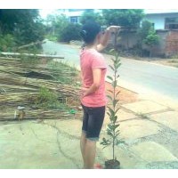 供應(yīng)紅葉石楠 紅花繼木低價