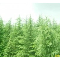 出售雪松 廣玉蘭 桂花 香樟 女貞