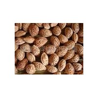 大量供應毛桃核種子