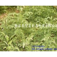 供應(yīng)柳杉苗木