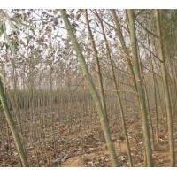 供應(yīng)千頭椿 臭椿 國(guó)槐 金葉榆 榆樹 紅葉椿 法桐 黃柳