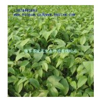 供應(yīng)核桃苗